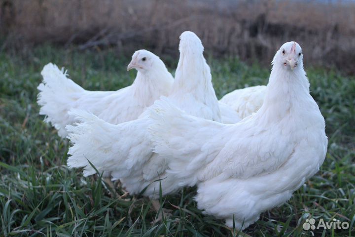 Курочки несушки