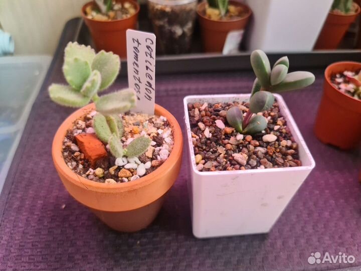 Суккуленты для начинающих