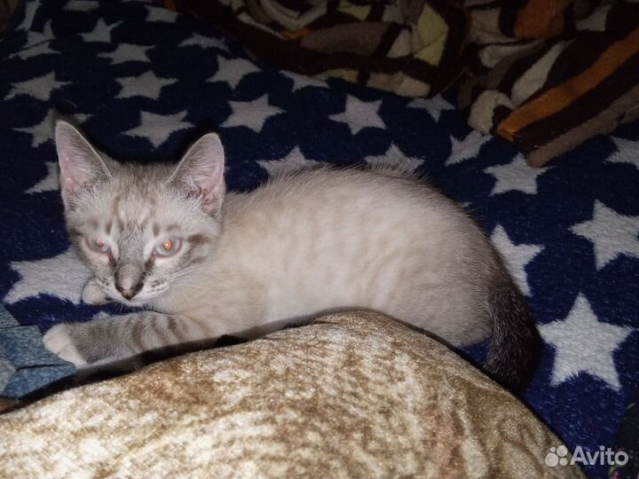 Котенок мальчик