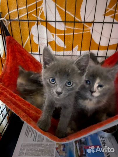 Котятки в добрые руки