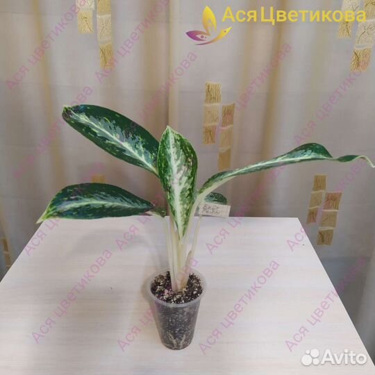 Аглаонема (разные)