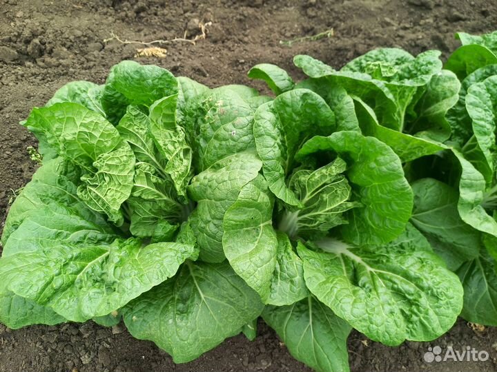 Пекинская капуста