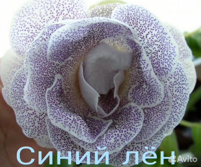 Глоксиньи на срез)