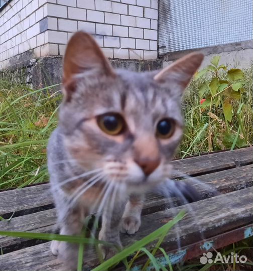 Юный котик