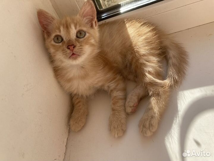 Очаровательные котята