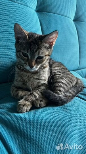 Ищут дом котята 3.5 месяца