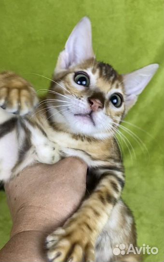 Бенгальские котята