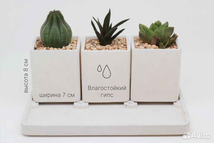 Горшки, наборы кашпо для суккулентов и кактусов