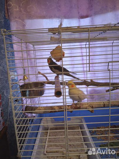 Попугай корелла