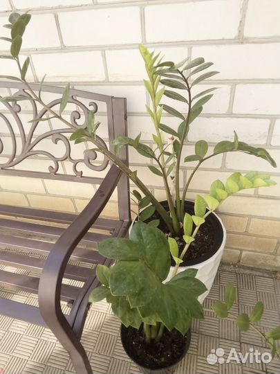 Замиокулькас