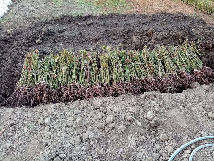 Крупные кусты Розы Оптом в розницу