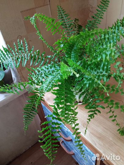 Папоротник комнатный