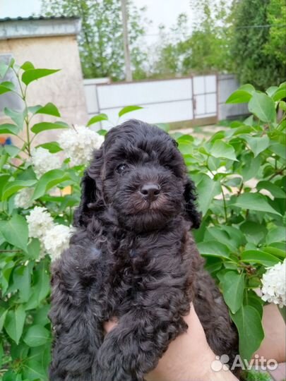 Щенки карликового пуделя