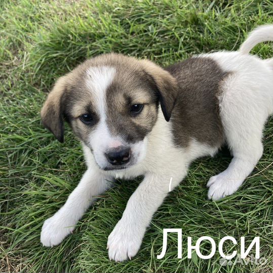 Ищем самый лучший дом и мампап