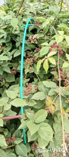 Ежевика торнфри