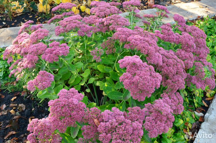 Многолетние цветы для сада