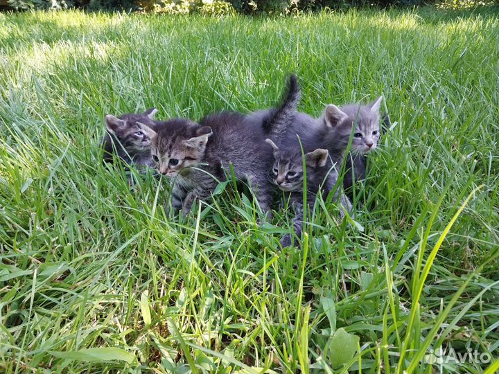 Котята в добрые руки бесплатно