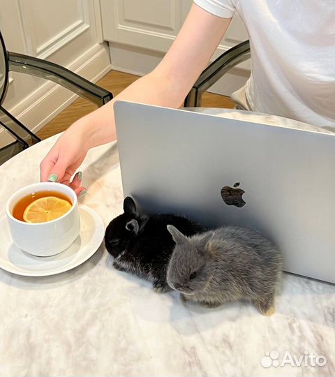 Мини карликовый кролик