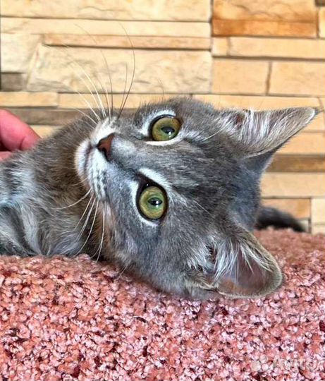 Мальчик в добрые руки