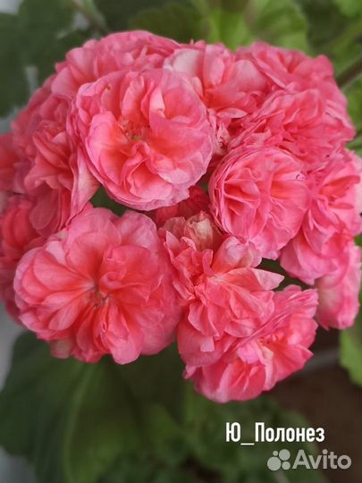 Пеларгонии сортовые