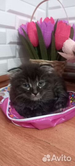 Отдам котят в хорошие руки