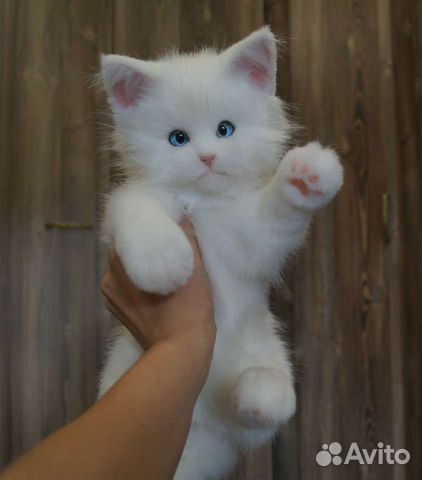 Котенок Игрушки ручной работы из меха