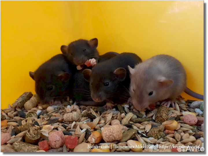 Крысы. Крысята Дамбо из питомника а Москве