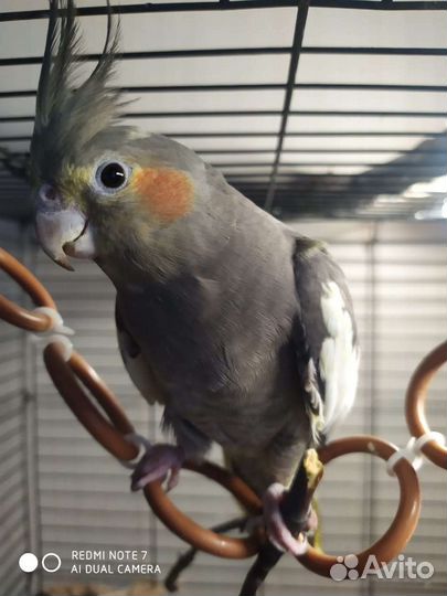 Попугаи Корелла молодые
