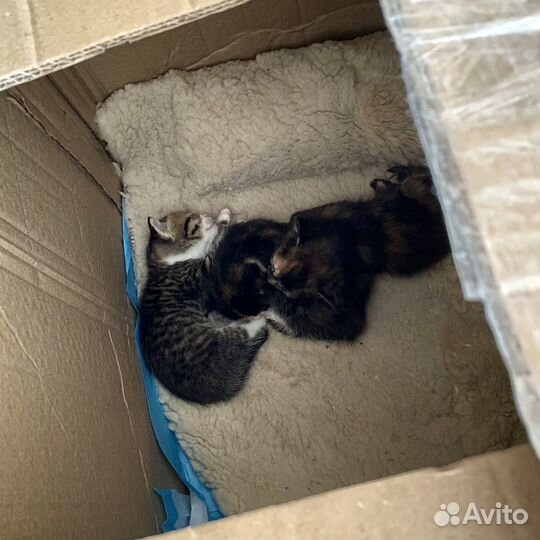 Котята бесплатно