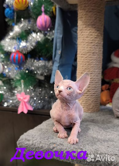 Канадский сфинкс котенок