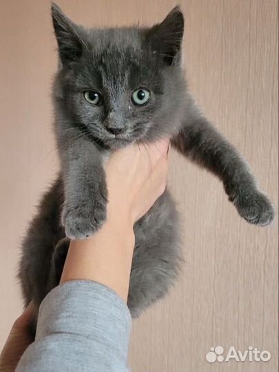Котенок 2 месяца девочка