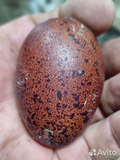 Инкубационное яйцо и цыплята.Араукан,маран и т.д