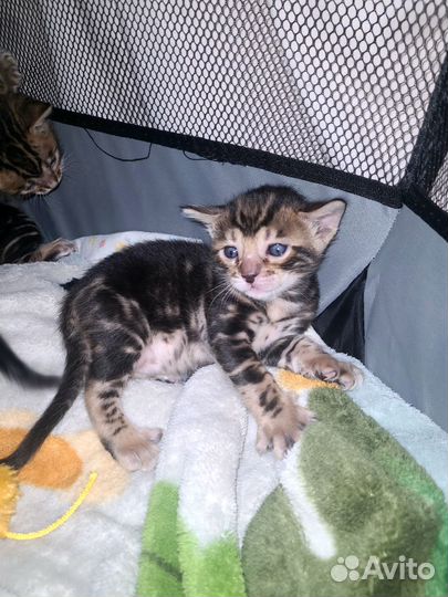 Бенгальские котята