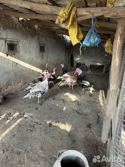 Индюки домашние