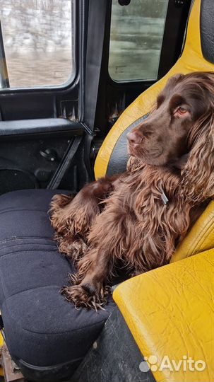 Кокер спаниель