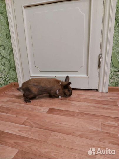 Передержка грызунов