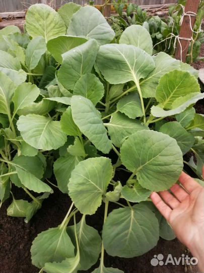 Рассада капусты