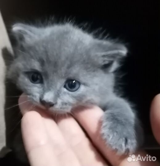 Котята от невской маскаоадной