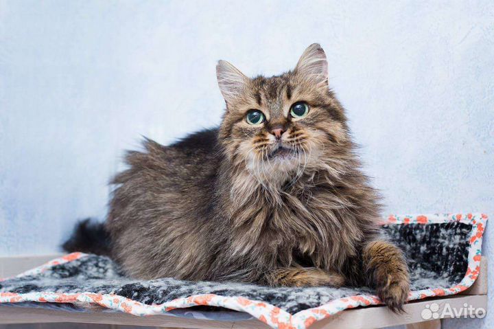 Кошка сибирская, ласковая в приюте