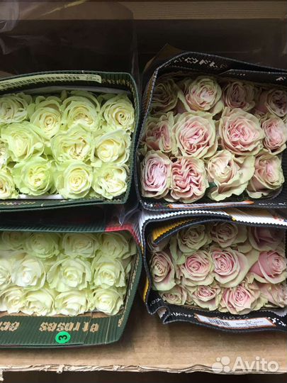 Розы Эквадор 60,70,80,90 см