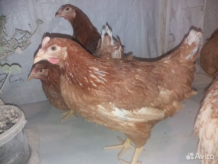 Молодка-несушка