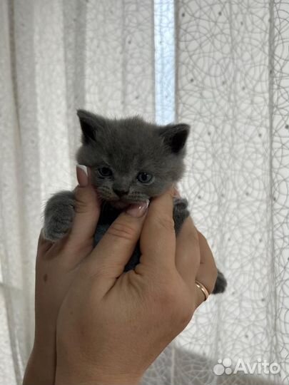 Британская