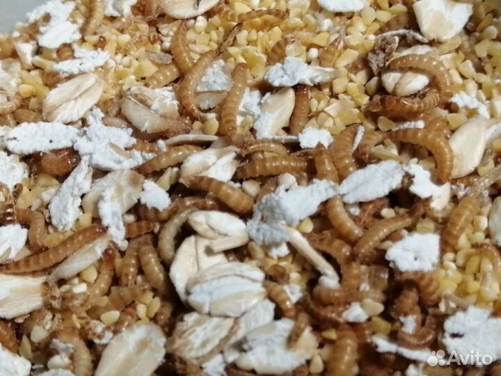 Жук-знахарь, чернотелка с расплодом