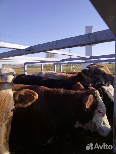 Бычки и быки