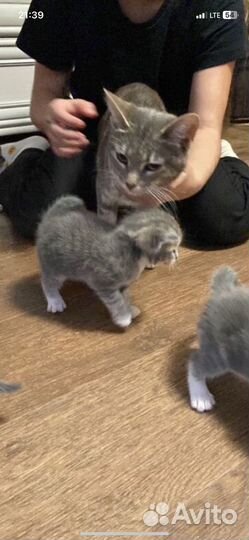 Котик бесплатно