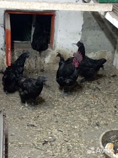 Ухейилюй семья