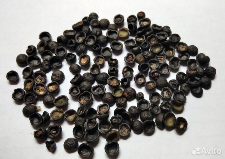 Нандина домашняя - семена