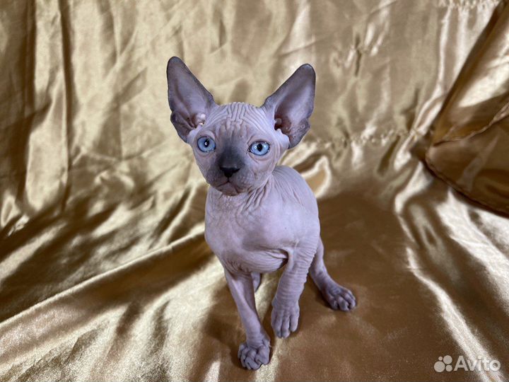 Канадский сфинкс котята