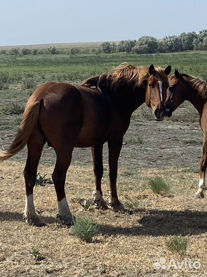 Жеребец полутяж