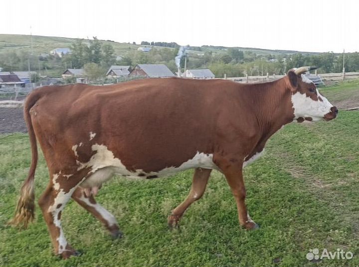Корова дойная